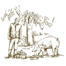 A Farmer Feeds Apples To A Pig. Vector Drawing