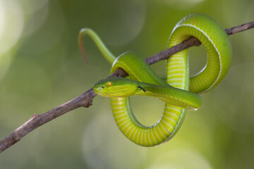 Canvas Print - A black ant on its neck, White-lipped Pit Viper, Trimeresurus albolabris