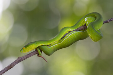 Sticker - Head resting on its tail enWhite-lipped Pit Viper, Trimeresurus albolabris