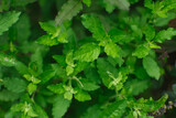 Fototapeta Kuchnia - Top view of basil leaves. Fresh basil background. Growing basil at home indoors. Clean eating, organic horticulture, harvesting concept.

