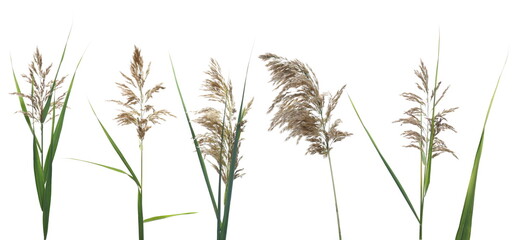 Wall Mural - Set marsh cane seeds, reed isolated on white background