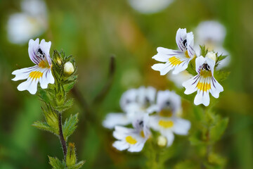 Tiny wild eyebright or eyewort - Euphrasia rostkoviana - flowers growing on summer meadow, closeup macro detail