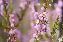Selective Focus Shot Of Pink And Purple Common Heather (Calluna Vulgaris) On A Colorful Background