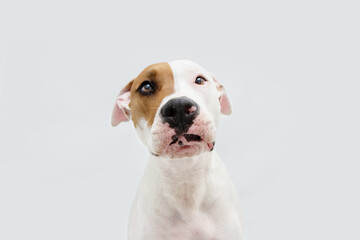 Wall Mural - Portrait sad and worried american staffordshire dog. Isolated on gray background.