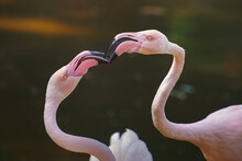 Two Battling Greater Flamingos (Phoenicopterus Roseus).