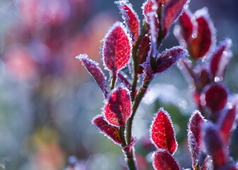 Canvas Print - Frost