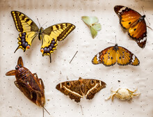 Dried Butterflies And Insects Collection