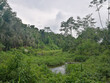 Amazonas Manu Nationalpark