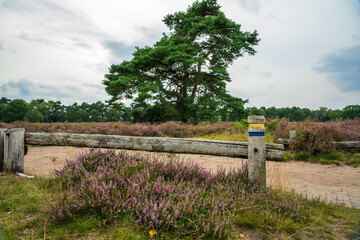 Wall Mural - heather blooming in Westruper Heide, Haltern, Germany