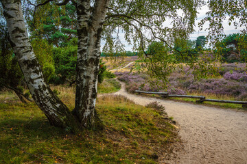 Wall Mural - heather blooming in Westruper Heide, Haltern, Germany