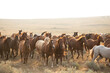 Horse herd in Montana being rounded up and brought in cavy for work in the Mountains by the wranglers.