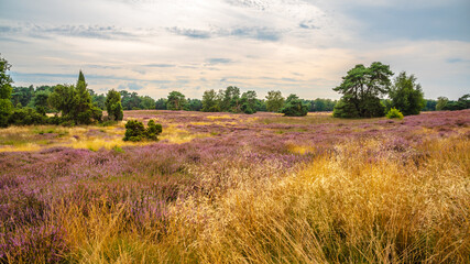 Wall Mural - heather blooming in Westruper Heide, Haltern, Germany