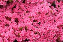 Blossom Of  Pink Azalea Japonica Shrub Background.