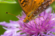 Closeup of an Aphrodite fritillary butterfly on Mt. Sunapee.