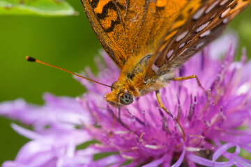 Canvas Print - Closeup of an Aphrodite fritillary butterfly on Mt. Sunapee.