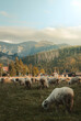 Sheep in mountains
