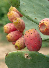 Apulia (Italy). August 2021. Prickly Pears, Summer In Italy   