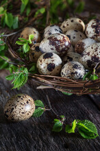 Closeup Of Decoration Nest With Fresh Quail Eggs On Wooden Table