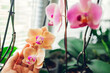 Woman enjoys orchid flowers on window sill. Girl taking care of home plants. Golden apple and Narnonne blooming
