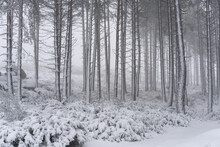Pine Trees Covered In Snow On A White Winter Landscape Mondim De Basto