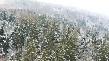 Wall Mural - Artistic snowy forest aerial view. Inclined drone shot.