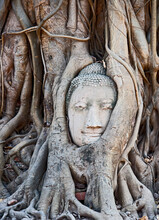 Grown In Buddha At The Ancient Temple Of Wat Maha That In Ayutthaya