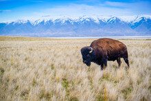 American Bison In The Field Of Antelope Island State Park, Utah