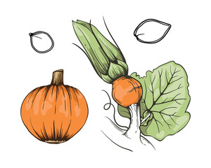 Wall Mural - Hand drawn Sketched pumpkin illustration. Farm autumn vegetable.