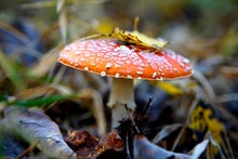 Close-up Of Fly Agaric Mushroom On Field