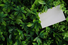 A White Paper Stick On The Green Leaves Background.