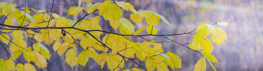 Wall Mural - Beautiful panoramic autumn scenery with colorful leaves and bokeh background
