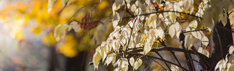 Wall Mural - Beautiful panoramic autumn scenery with colorful autumn leaves on a soft background