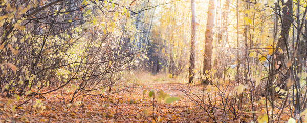 Wall Mural - Panoramic forest autumn landscape with colorful leaves and trees