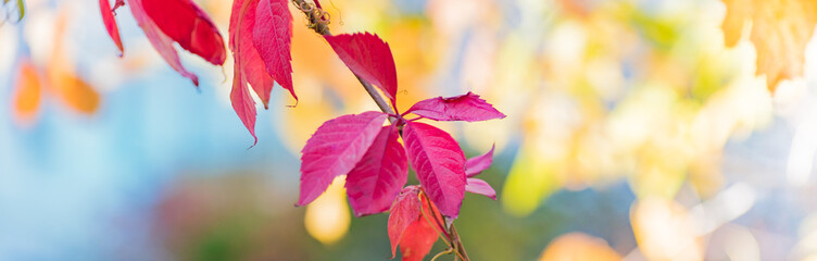Wall Mural - Beautiful panoramic autumn scenery with colorful leaves and bokeh background