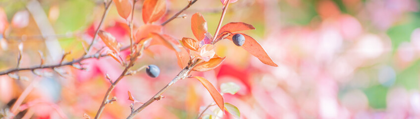 Wall Mural - Beautiful panoramic autumn scenery with colorful leaves and bokeh background