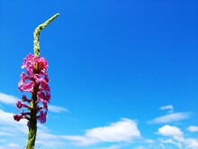 Low Angle View Of Purple Flowering Plant Against Blue Sky