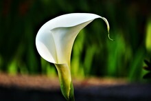 Close-up Of White Calla Lily Flower
