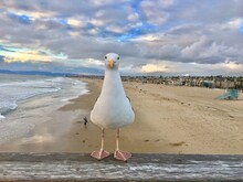 Seagull Perching On Beach Against Sky