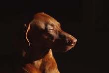 Close-up Of A Dog Over Black Background