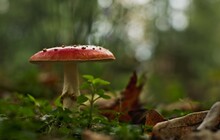 Close-up Of Mushroom Growing On Field