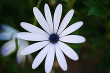 Close-up Of White Flower