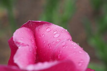 Close-up Of Raindrops On Pink Flower