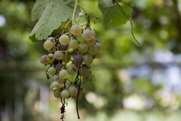 Wall Mural - Closeup of green and purple grapes and leaves in the vineyard