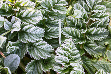 Green Plants Covered With On Leaves, Close-up Shot Of Green Grass With Ice, Morning Frost .