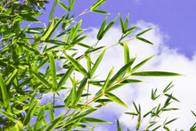 Fresh Green Bamboo Leaves Plant Against  Purple Sky