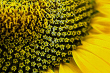 Full Frame Shot Of Sun Flower
