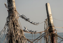 Sea Birds At Fishing Net Installation Near The Vietnamese Coast