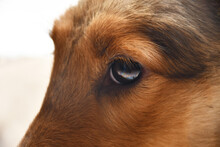 Close-up Of A Shetland Sheepdog