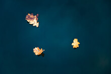 The Dry Leaves Float On Turquoise Clear Water. Flat Level Without Splashes Of Water And Waves