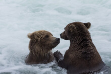 Bears Staring At Each Other In The Icy Water Of A River In Alaska.